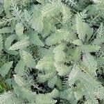 Achillea crithmifolia Leaf