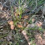 Allium drummondii Leaf