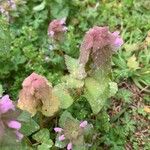 Lamium hybridum花