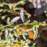 Polygonum aviculare Çiçek