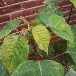 Euphorbia pulcherrima Leaf