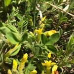 Cytisus hirsutus 葉