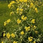 Tephroseris palustris Mosusu