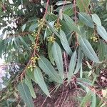 Eucalyptus camaldulensis 葉