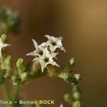 Heliotropium messerschmidioides Flower