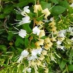 Lonicera japonicaЦвят