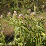 Trifolium strictum Plante entière