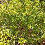 Clutia pulchella Habit