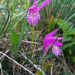 Arethusa bulbosa Λουλούδι