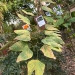 Bauhinia forficata Листок