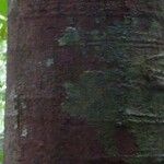 Pouteria reticulata Corteza