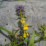 Melampyrum velebiticum Hábito