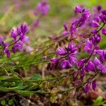 Polygala nicaeensis Цветок