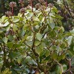 Hedera azorica Other