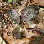 Tipularia discolor Levél