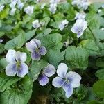 Viola × melissifolia Flower