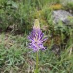 Phyteuma betonicifolium Flor