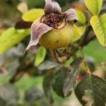 Rosa luciae Fruit