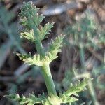 Echinophora tenuifolia Feuille