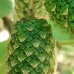 Alnus cordata Fruchs
