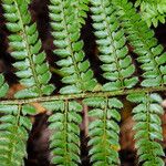 Polystichum braunii Лист