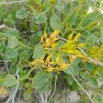 Cleome oxypetala Costuma