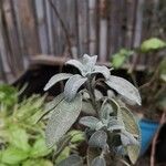 Salvia officinalis Leht