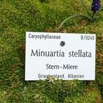 Mcneillia stellata
