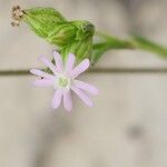 Silene apetala Fula