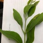 Santalum album Leaf