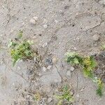 Anisosciadium orientale Libunga