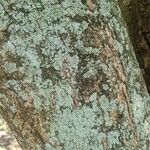 Kigelia africana 樹皮