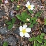 Fragaria virginiana Hoja