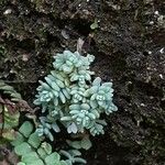 Sedum dasyphyllum Lehti