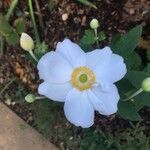 Anemone hupehensis Blüte