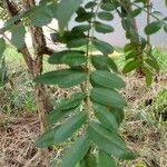 Zanthoxylum rhoifolium पत्ता