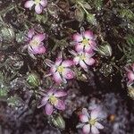 Spergularia rubra Flor