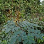 Cassia podocarpa आदत