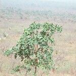 Ficus platyphylla Habit