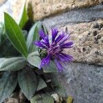 Centaurea triumfettii Blomma