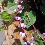 Lablab purpureus Flower