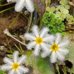 Nymphoides indica Blodyn