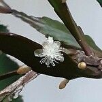 Rhipsalis elliptica Blomst