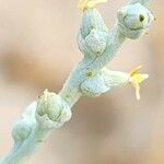 Caroxylon incanescens Flower