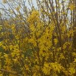 Forsythia viridissima Floro