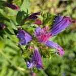 Echium rosulatum Blüte