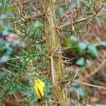 Ulex europaeus बार्क (छाल)