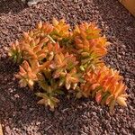 Sedum adolphi Hostoa