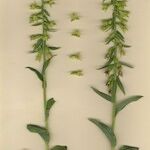 Epipactis phyllanthes Habit