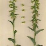 Epipactis phyllanthes Агульны выгляд